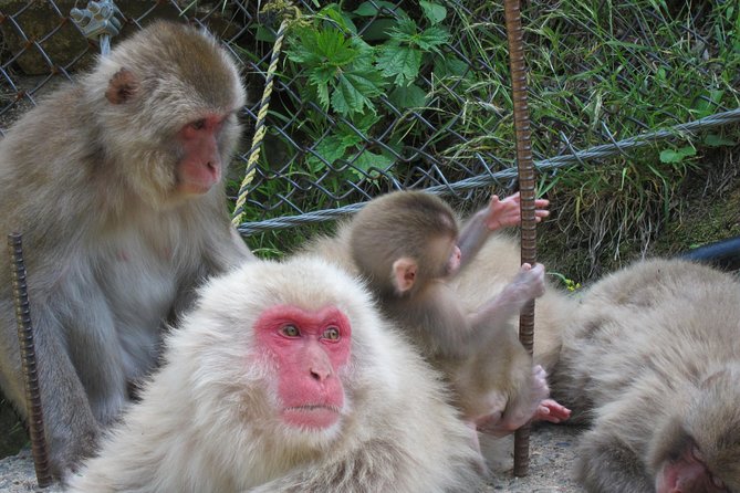 Explore Jigokudani Snow Monkey Park With a Knowledgeable Local Guide - Cancellation and Refund Policy