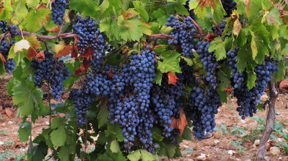 From Aix-en-Provence: Wine Tour in Cezanne Countryside - Important Information to Note