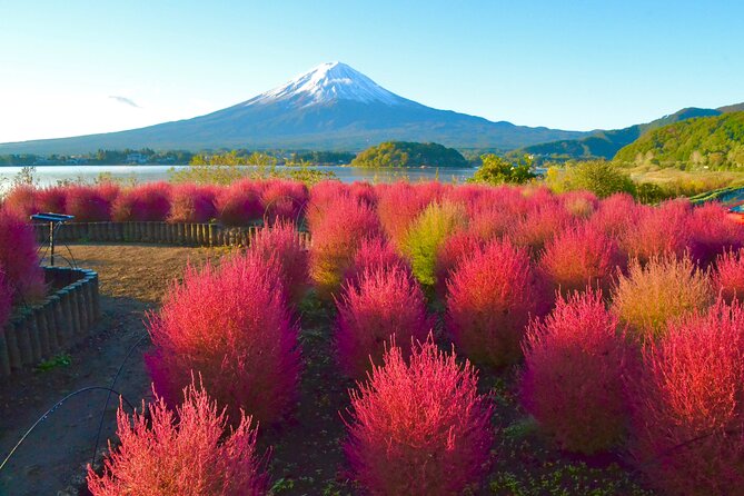 Full Day Tour to Mount Fuji in English - Traveler Reviews and Ratings