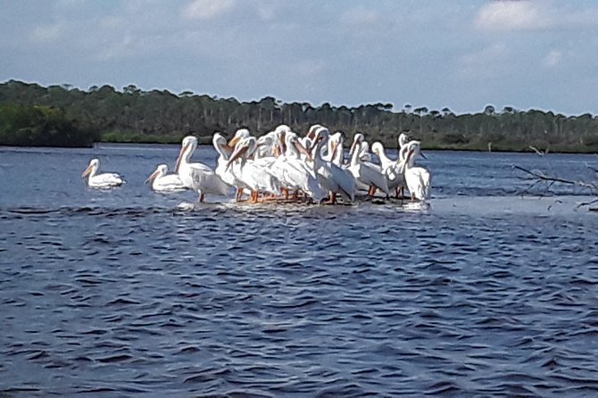 Guided Wildlife Eco Kayak Tour in New Smyrna Beach - Tour Inclusions