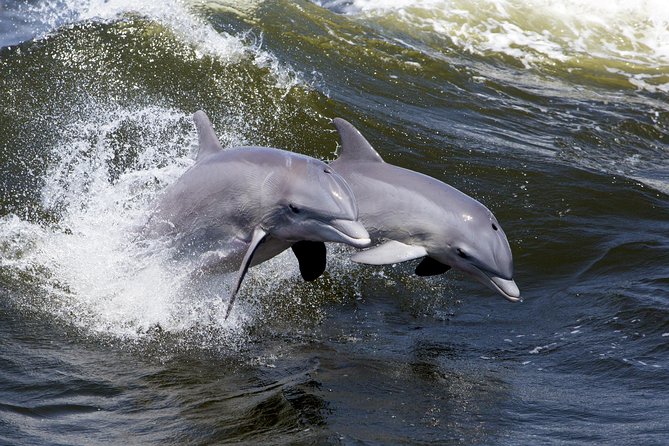 Hilton Head Sunset Dolphin Watching Cruise - Reviews and Ratings