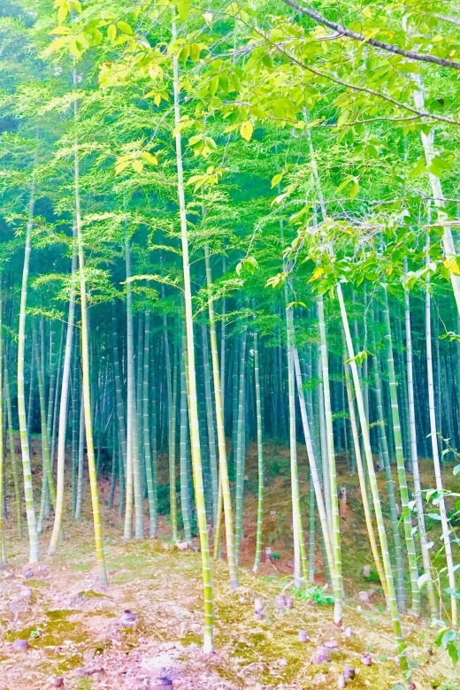 Kyoto, Arashiyama: Bamboo Grove Half-Day Private Guided Tour - Visiting Tenryuji Temple