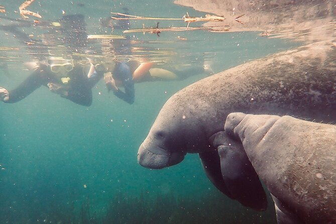Manatee Snorkel Tour From American Pro Diving Center - Additional Information
