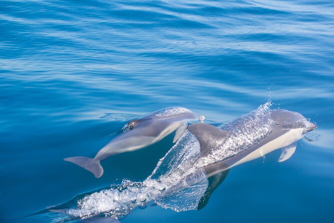 Portimão: Embark on Nature•Benagil and Dolphins•Biologist on Board - Additional Information