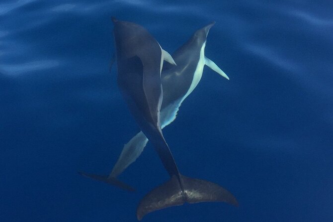 Private Dolphin and Whale Watching Tour in Madeira - Departures Throughout the Day