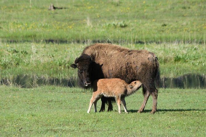 Private Yellowstone Wildlife Sightseeing Tour - About Tied To Nature