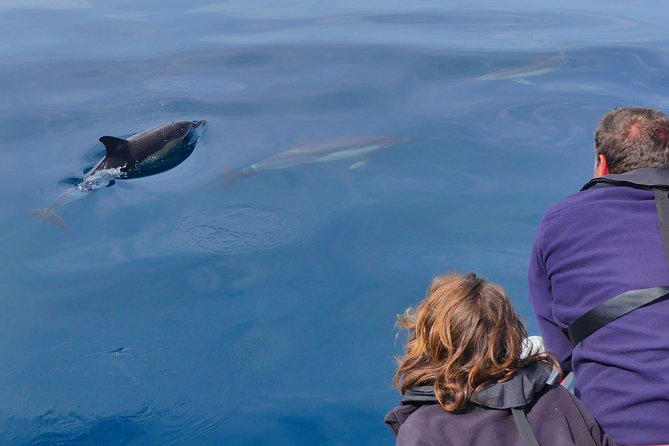 Small Group Dolphin and Wildlife Watching Tour in Faro - Cancellation Policy