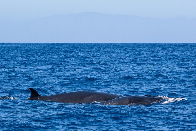Tenerife 3-Hour Discover Whales and Dolphins - Traveler Capacity and Reviews
