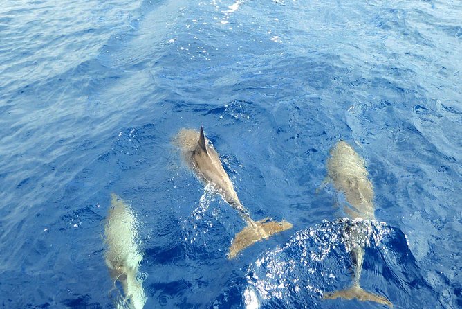 Whale and Dolphin Watching Yacht Trip in Puerto Colon - Additional Information