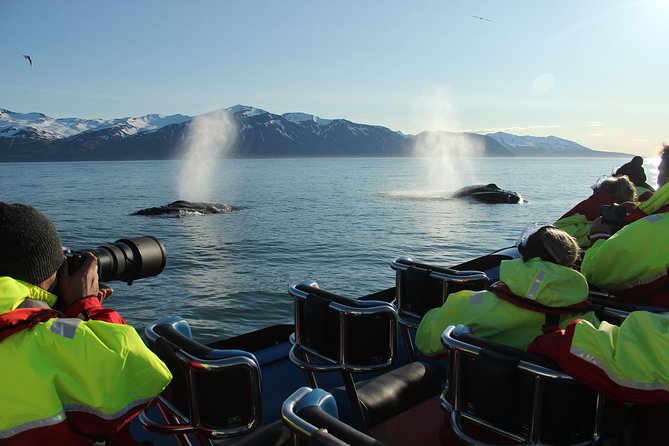 Whale Safari and Puffins RIB Boat Tour From Húsavík - Tour Logistics and Meeting Point