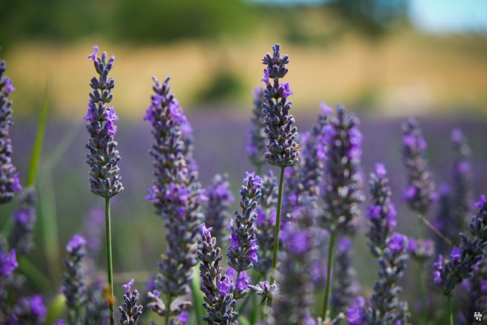 From Avignon: Lavender Fields & Luberon Village Guided Tour - Tour Inclusions and Exclusions