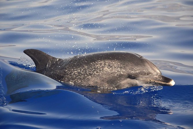 Madeira Dolphin & Whale Watching Tour - Important Considerations