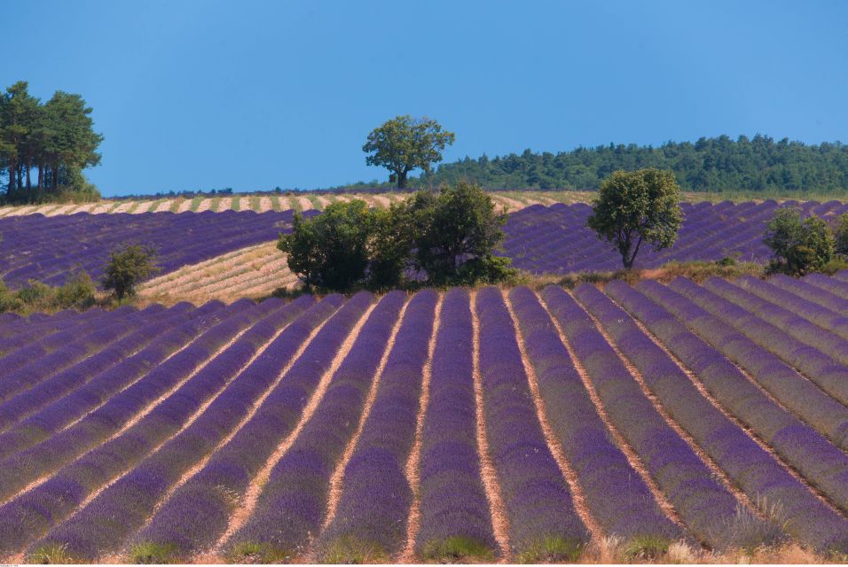 Ocean of Lavender in Valensole - Included Experiences and Amenities