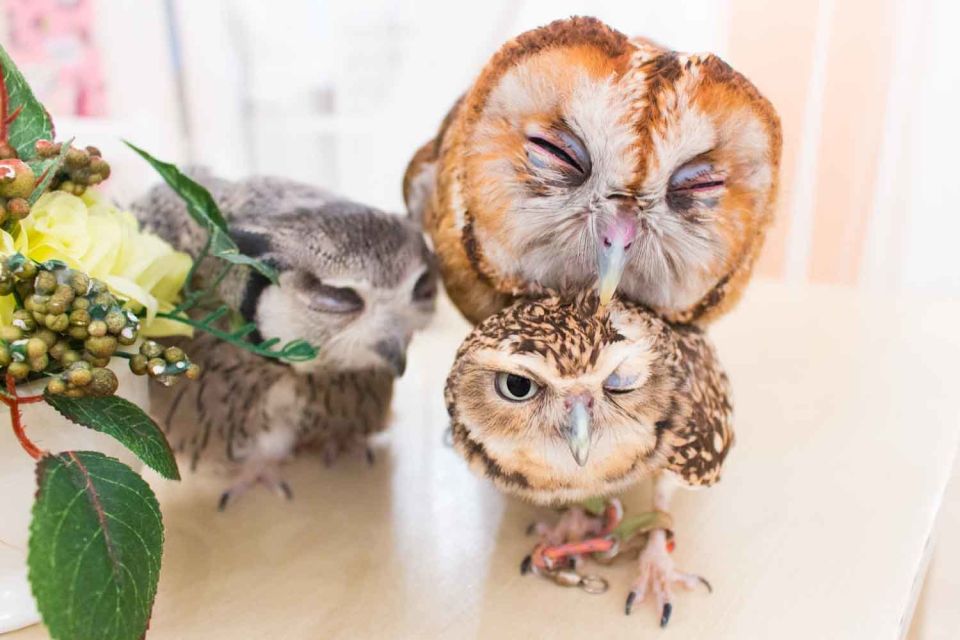 Owl Cafe Tokyo Akihabara Fukurou - Frequently Asked Questions