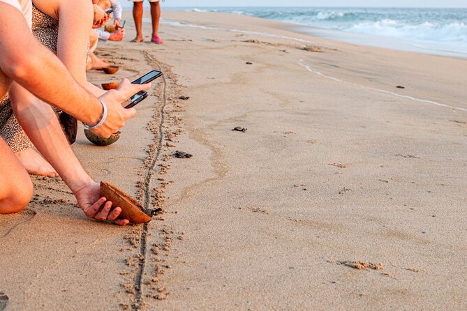Baby Sea Turtle Release in Puerto Escondido - Key Points