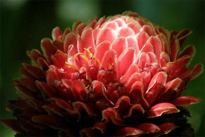 Barbados Small-Group or Private Garden & Wildlife Half-Day Tour - Pickup and Logistics