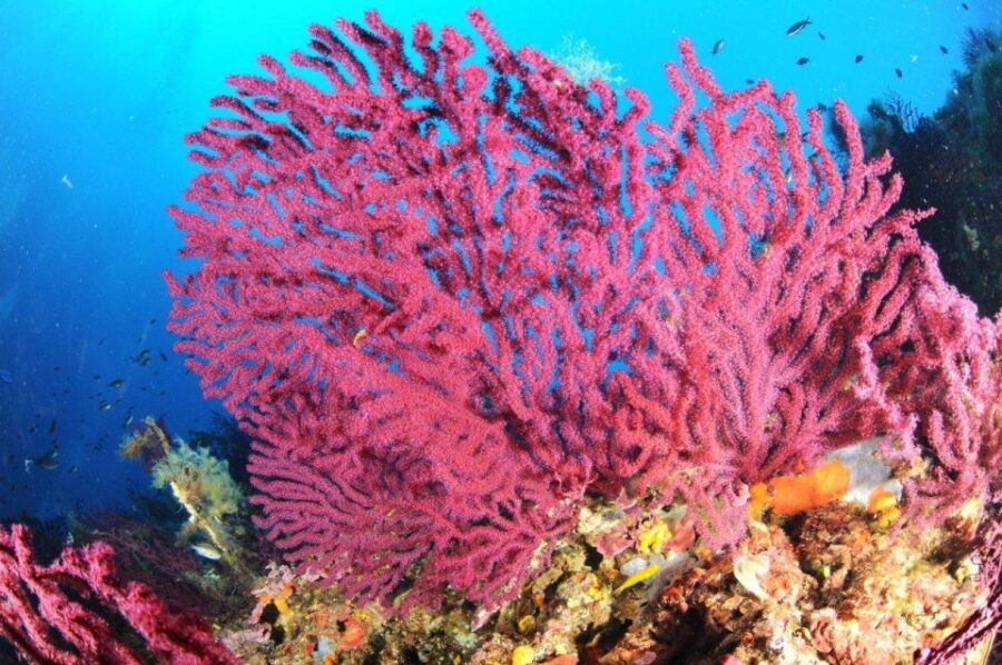 calvi-pointe-de-la-revellata-snorkeling-boat-tour-overview-of-the-snorkeling-tour