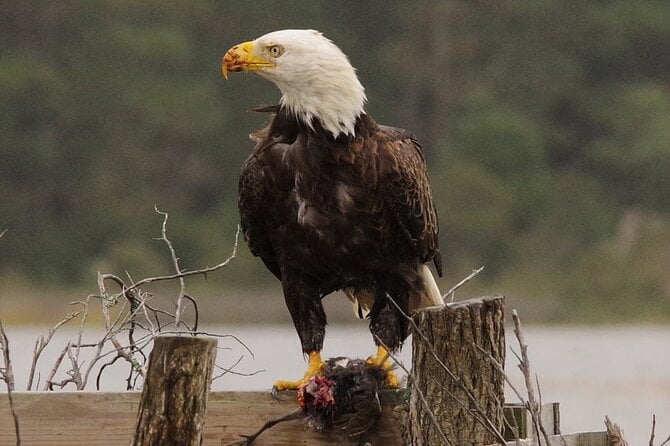 Chincoteague and Assateague Birdwatching Boat Tour