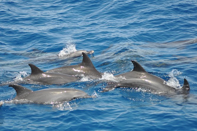 Dolphin Tour in Hurghada - Key Points