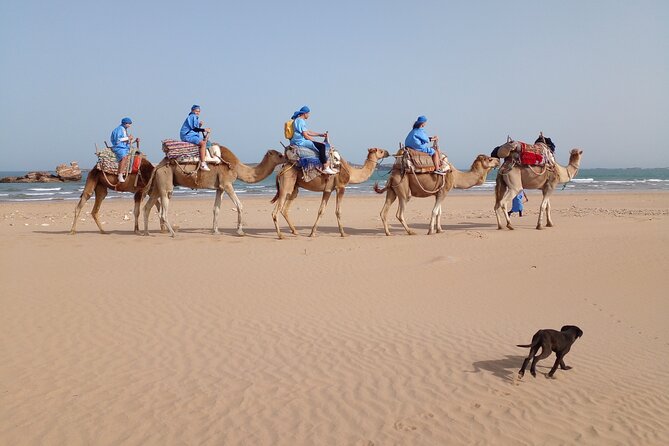 Essaouira Private Camel Ride (1 Hour). - Tour Overview