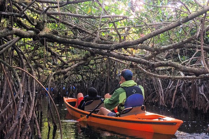 Everglades Kayak Safari Adventure Through Mangrove Tunnels - Key Points