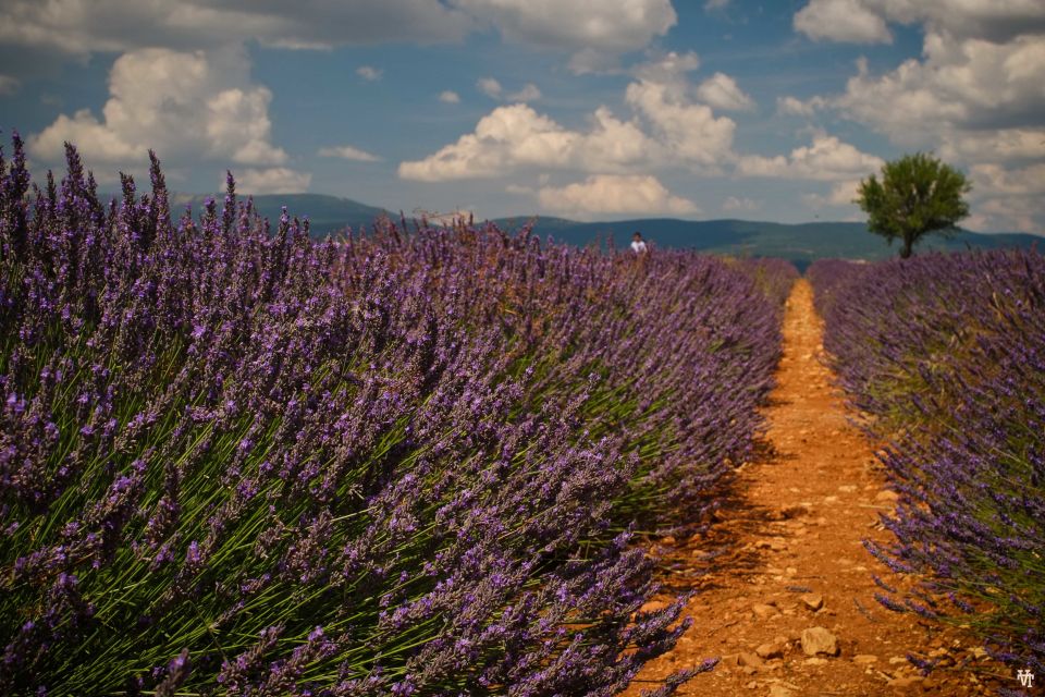 From Avignon: Lavender Fields & Luberon Village Guided Tour - Key Points