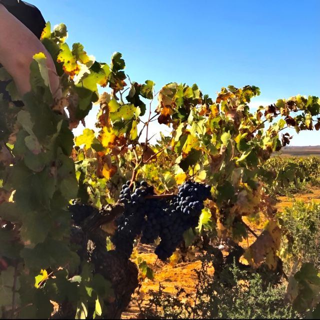 half-day-tour-in-requena-with-wine-tasting-and-lunch-tour-details