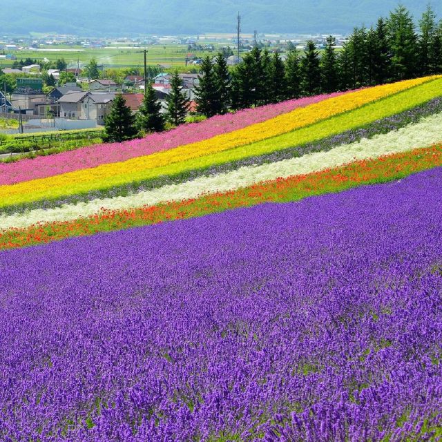 Hokkaido: Biei Blue Pond and Furano Flower Farm Day Trip - Key Points