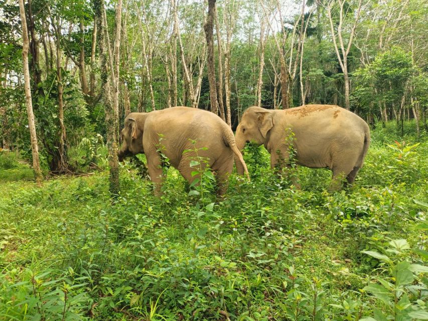 Khaolak Ethical Elephant Sanctuary Overnight Program