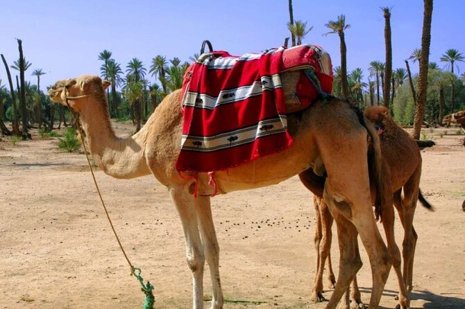 marrakech-camel-ride-health-and-accessibility