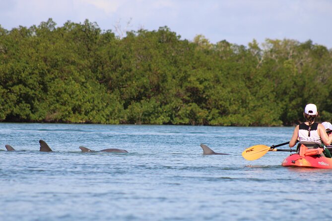 Nauti Exposures - Guided Kayak Tour Through the Mangroves - Overview of the Tour