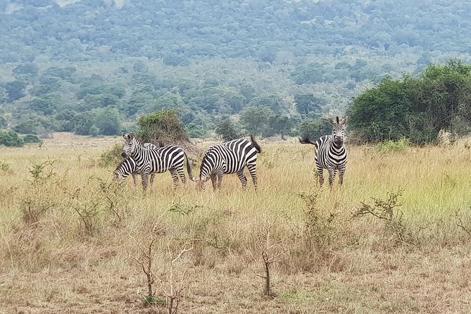 One-Day Akagera National Park Game Drive With a Choice 4x4 - Key Points