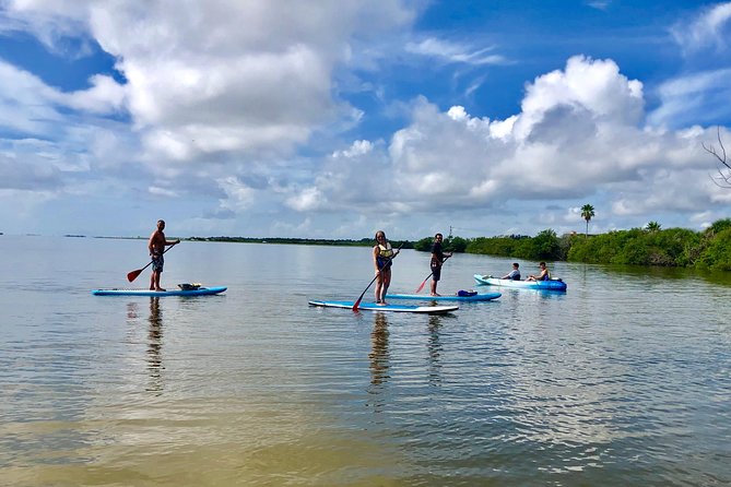 Paddle Board or Kayak Eco Dolphin Manatee Tour