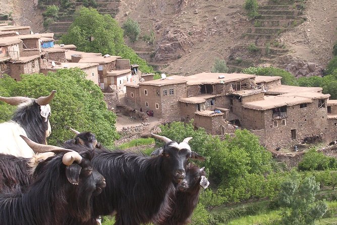 Private Guided Atlas Day Tour From Marrakech With Lunch in a Berber Family Home - Key Points
