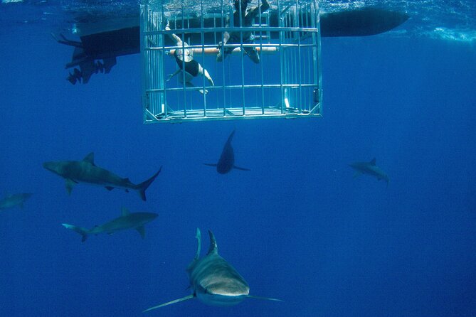 Shark Cage Diving On The World Famous North Shore of Oahu, Hawaii - Key Points