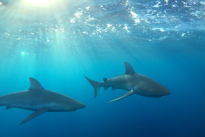 Shark-Dive Tour on Oahus North Shore - Key Points