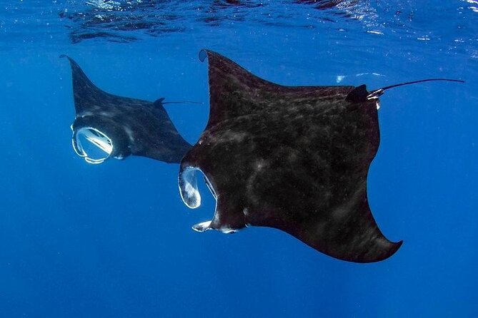 small-group-kona-manta-ray-snorkel-adventure-key-points