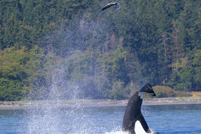 ultimate-marine-whale-wildlife-tour-tour-overview