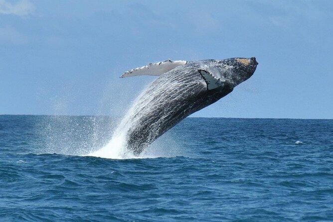 Whale Watching Tour in Boavista - Key Points