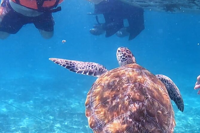 1.5 Hours Snorkeling at Tulums Paradise Reef