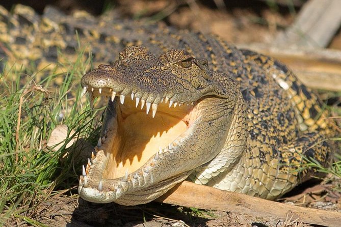 1 Day Corroboree Billabong Wetland Experience Including 2.5 Hour Cruise + Lunch - Overview of the Experience