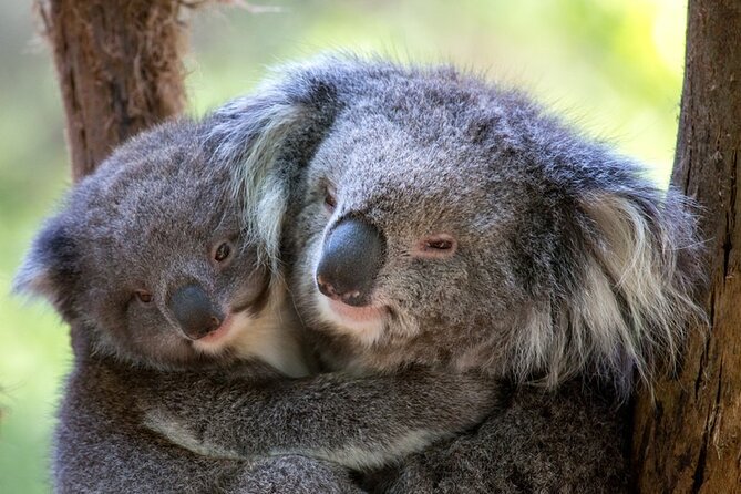 1 Day Puffing Billy Steam Train and Wildlife Tour From Melbourne