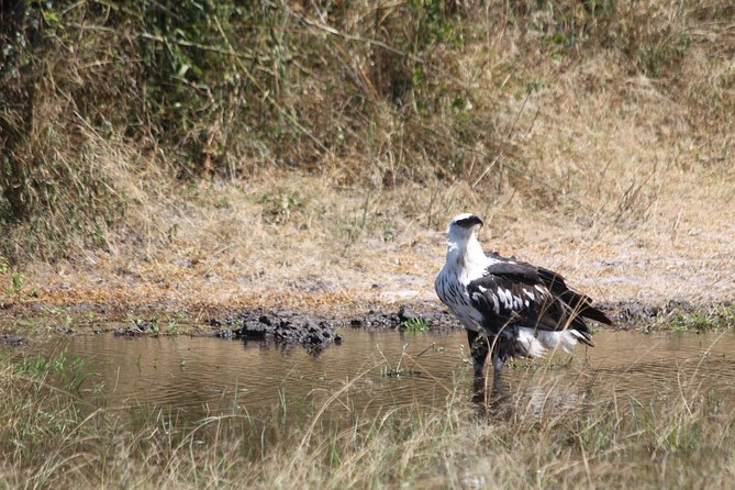 1 Day Safari to Akagera National Park - Tour Overview