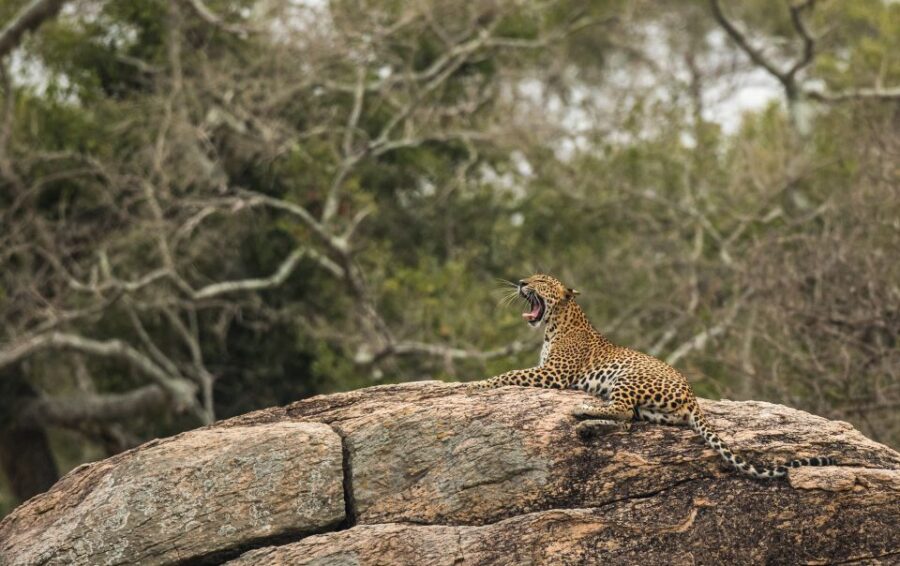 1-Day Tour of Both Yala and Udawalawe National Parks