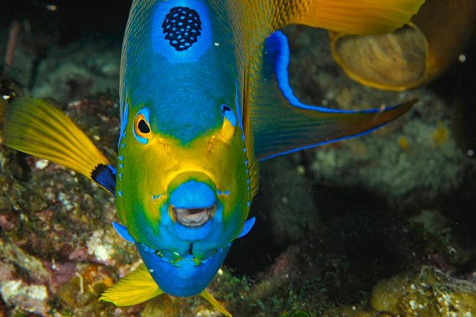 1 Tank Dive for Certified Divers