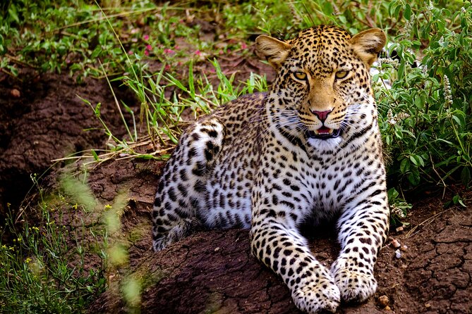 10-Day Predators Tanzania Safari Luxury Package - Pickup and Start Time
