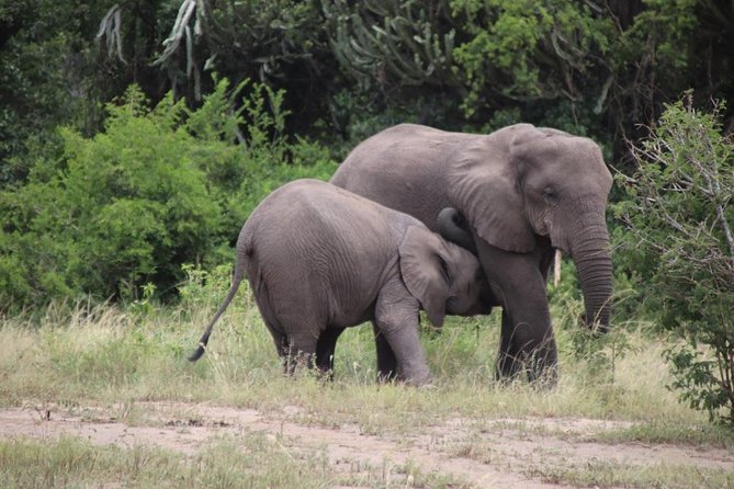 10 Day Western Uganda Budget Wildlife Safari