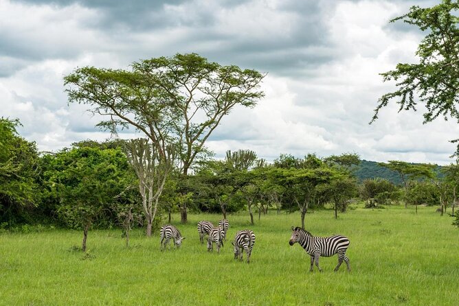 10 Days Uganda Gorilla & Chimpanzee Trekking Safari