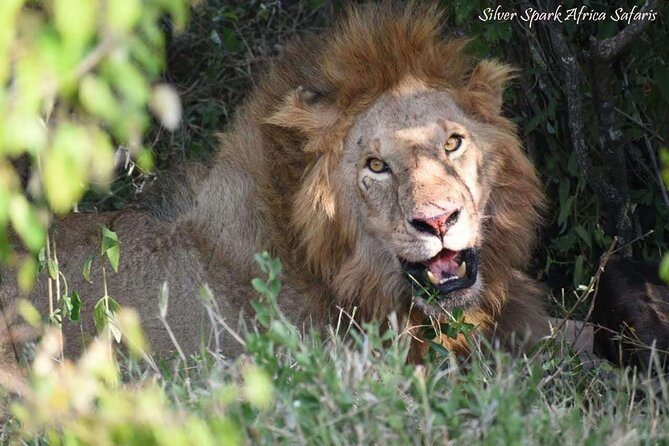 14-Day Serengeti Maasai Mara Amboseli Tarangire Zanzibar