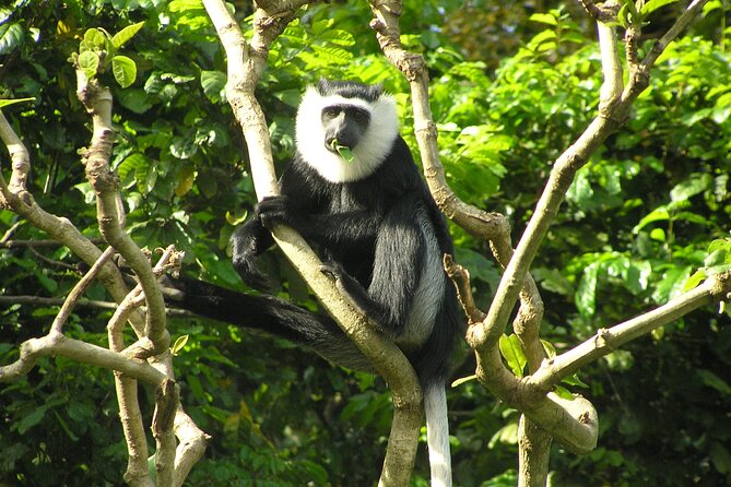 15-Day Ghana Wildlife Private Tour